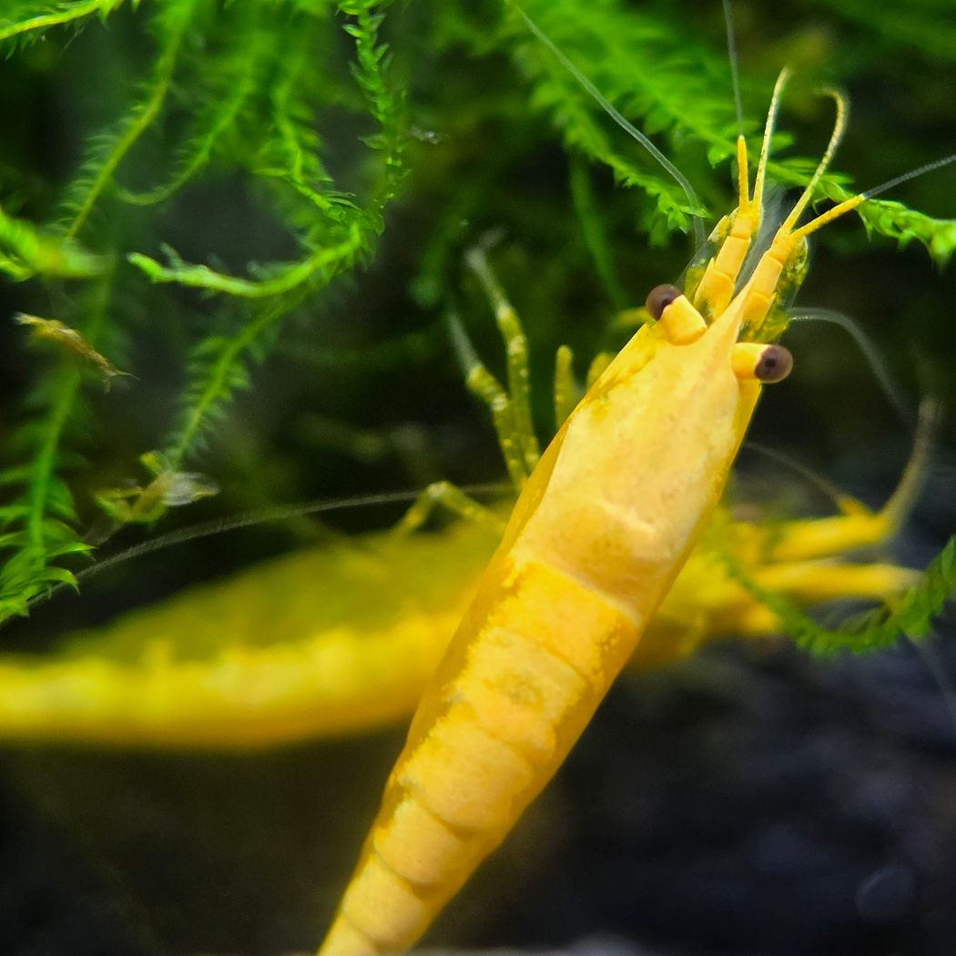 Yellow Shrimp (Neocaridina)