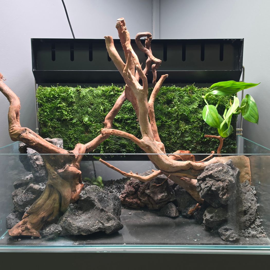60cm shallow aquarium 