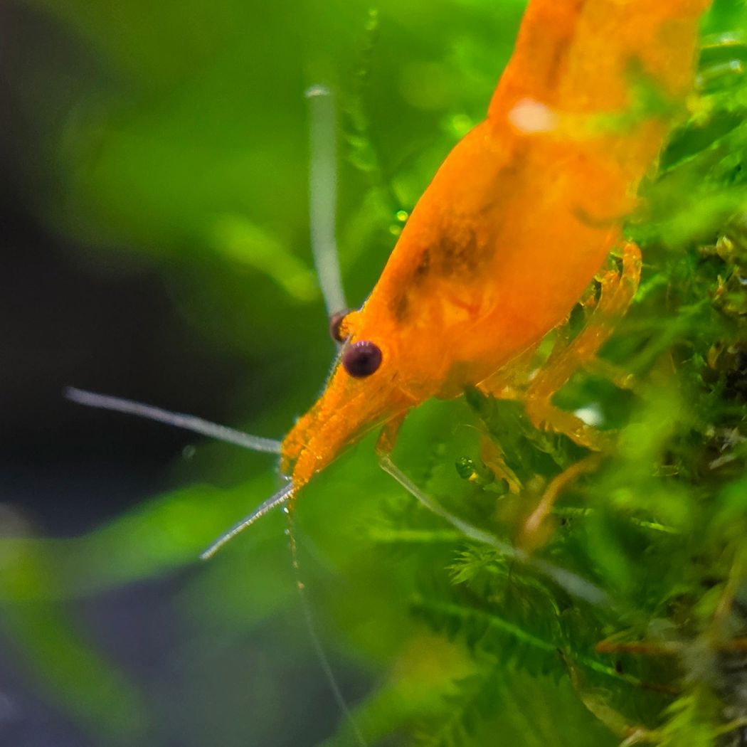 Orange Neocaridina Shrimp (Neocaridina)