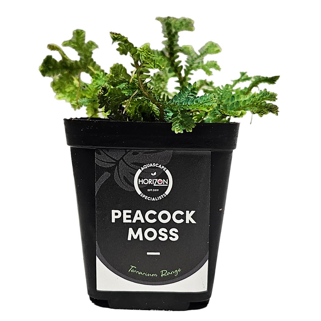 Selaginella siamensis 'Peacock Moss'
