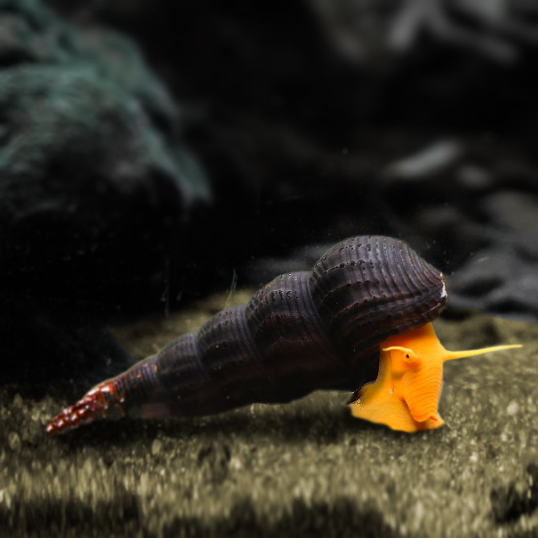 Rabbit Snail Orange