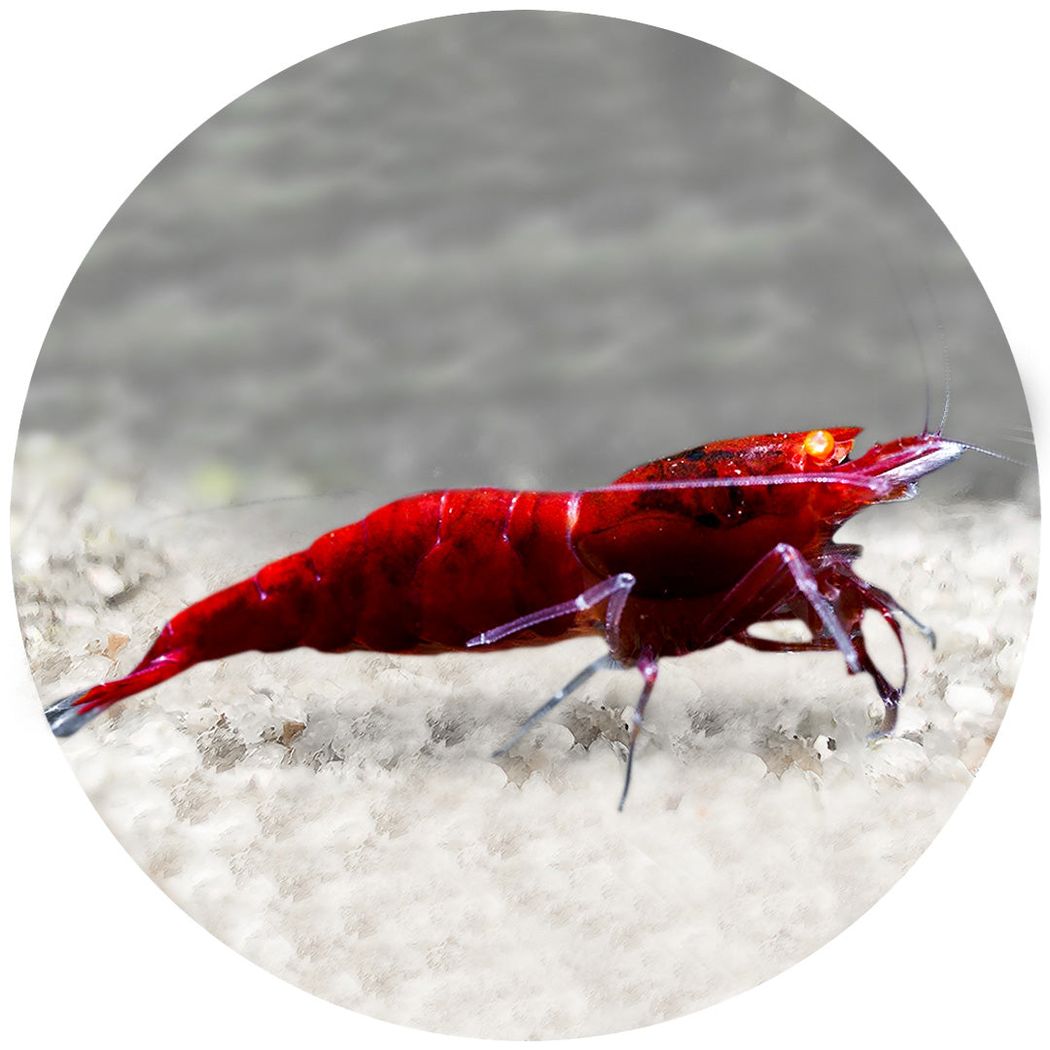 Red Devil Shrimp