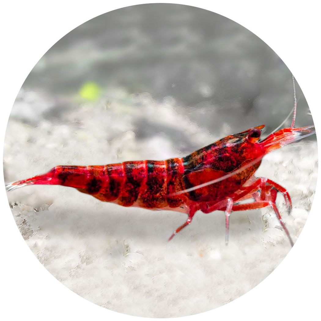 Red Ruby Extreme Shrimp