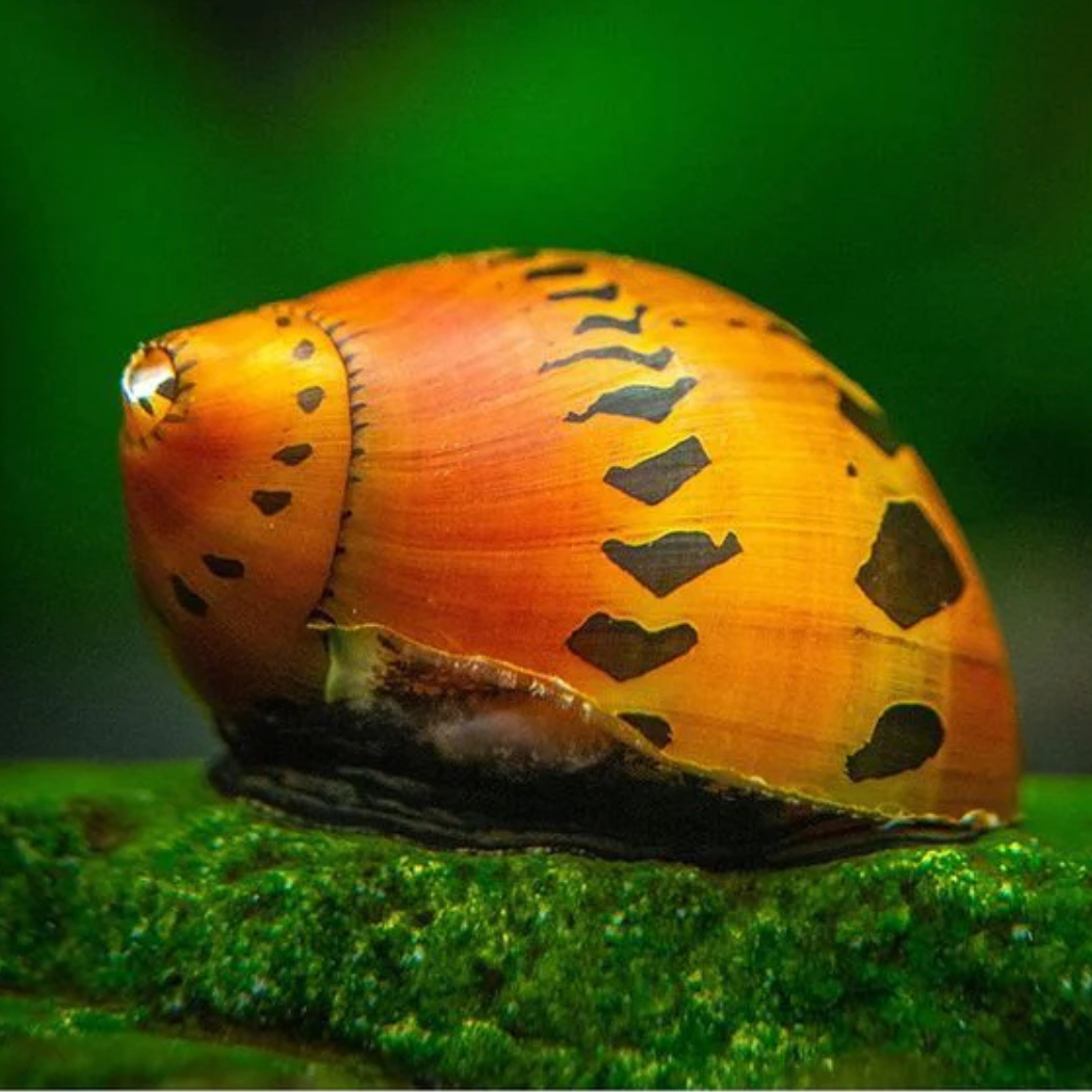 Red Onion Nerite Snail