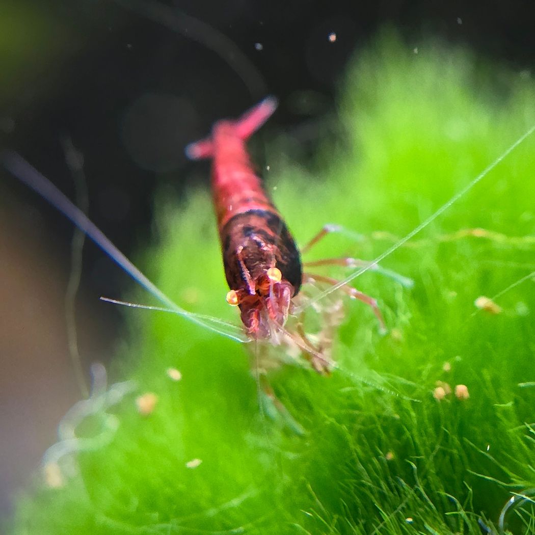 Red Devil Shrimp
