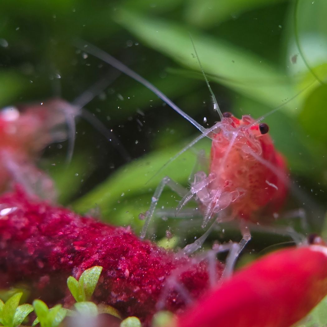 Shrimp Pro Beetroot Burst