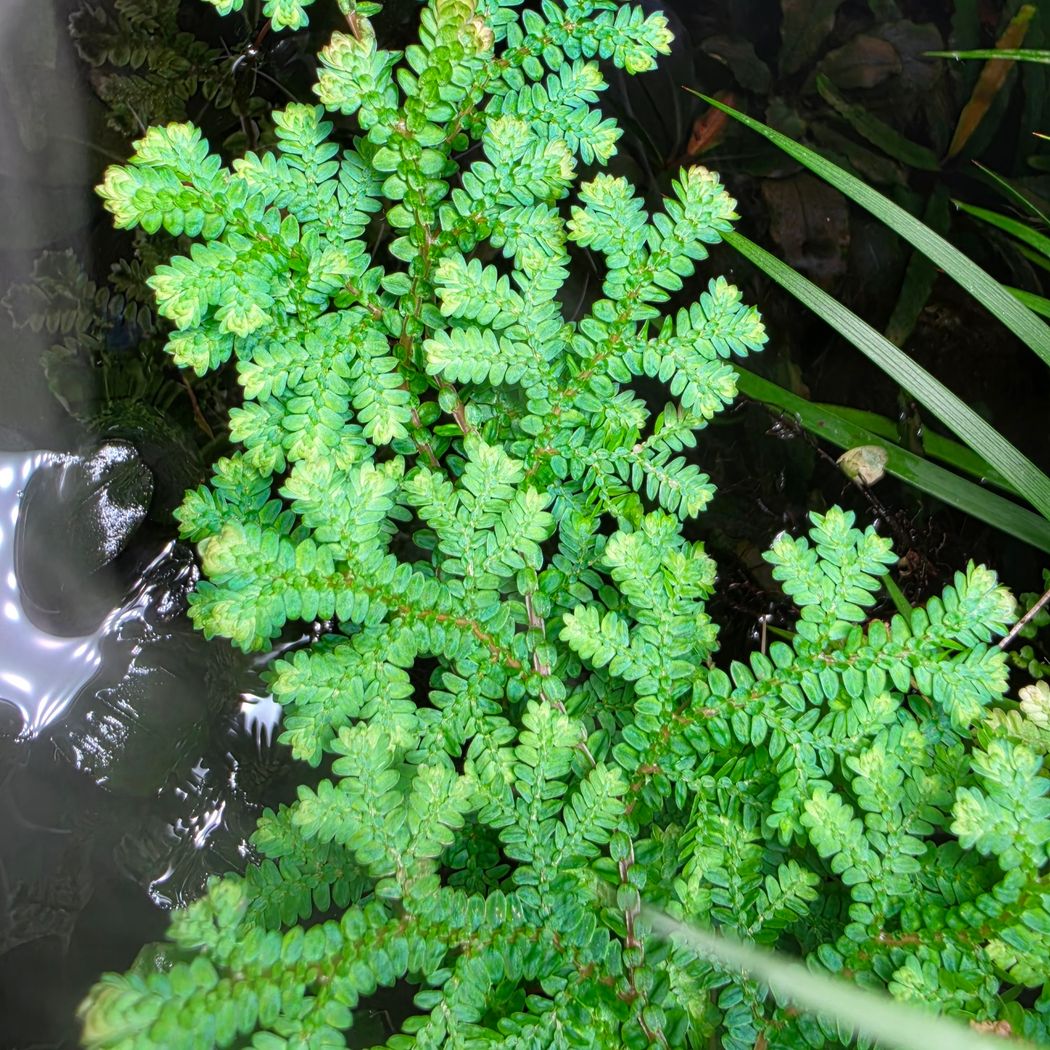 Selaginella siamensis 'Peacock Moss'