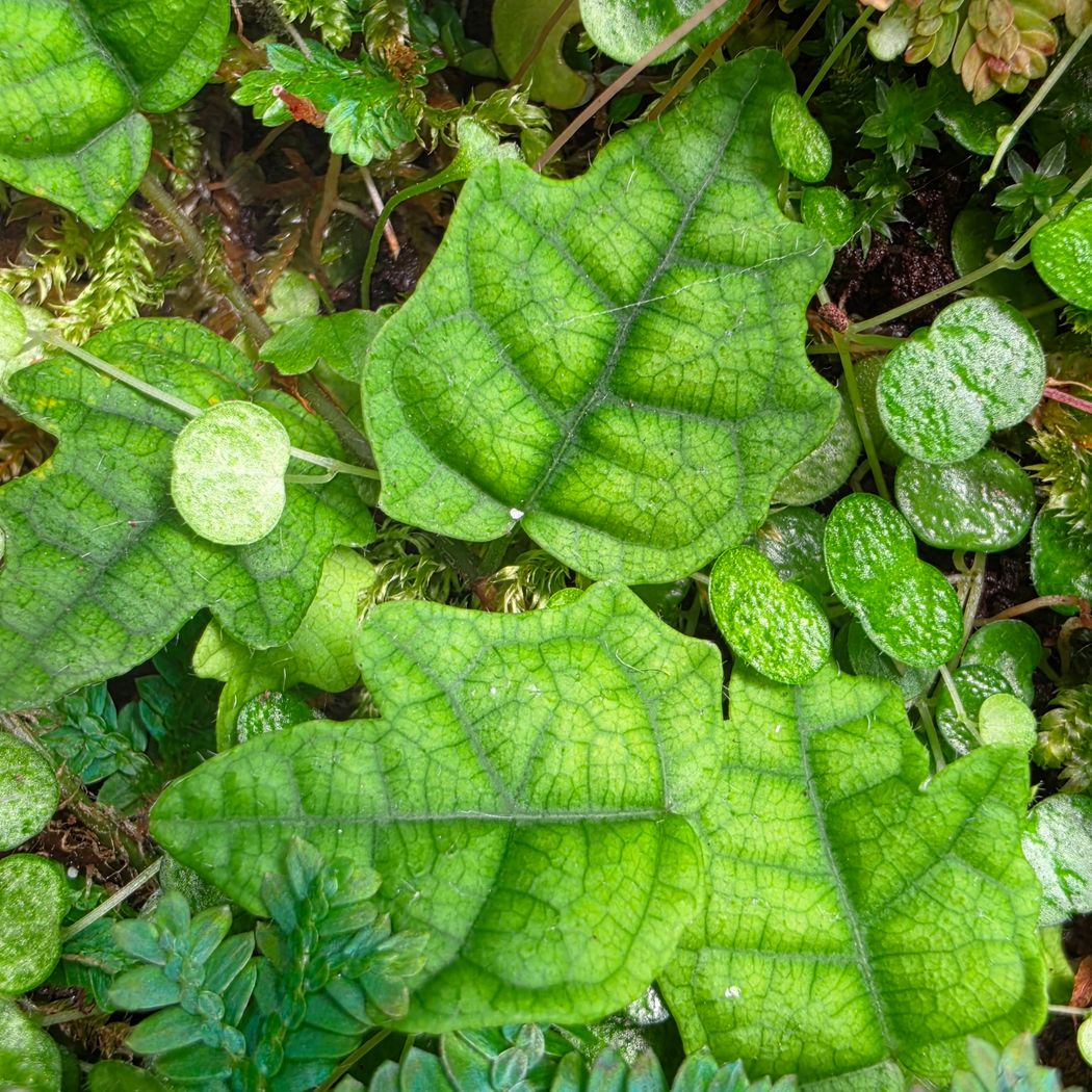 Creeping Oak Leaf