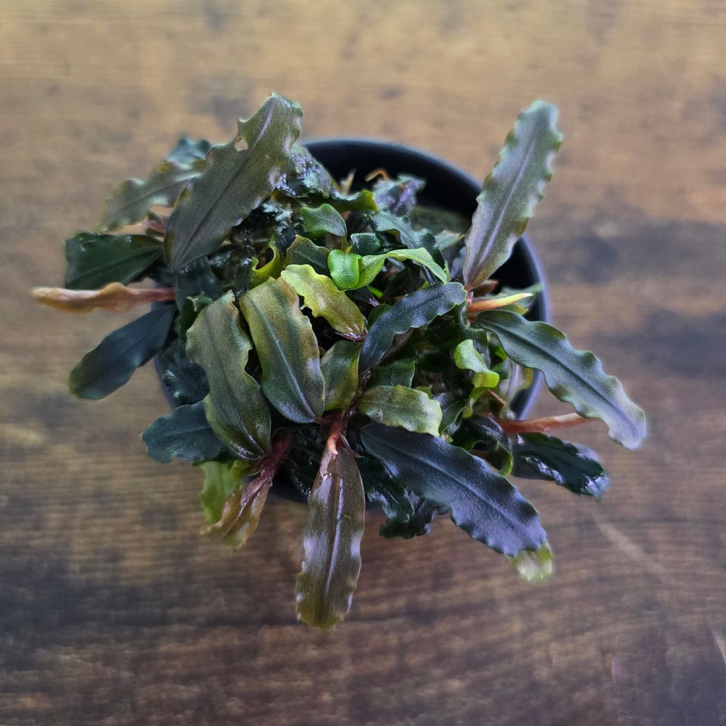 Bucephalandra Caterina – horizon aquatics