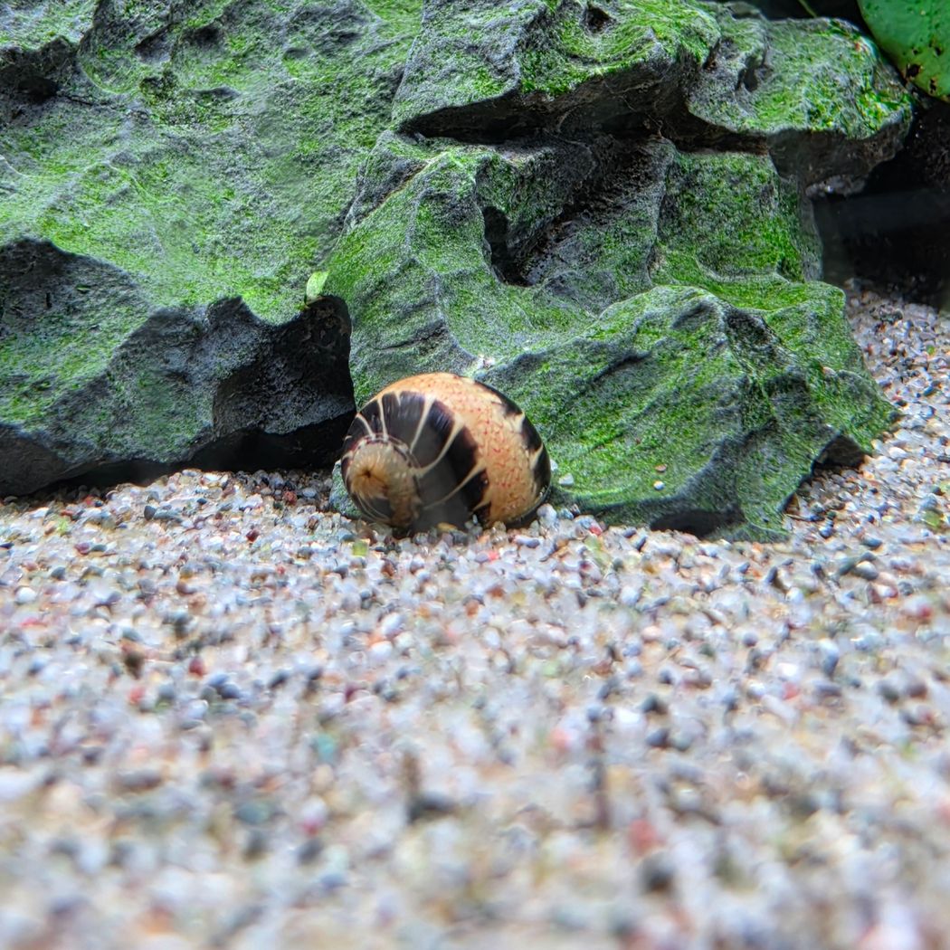 Striped Pumpkin Nerite Snail