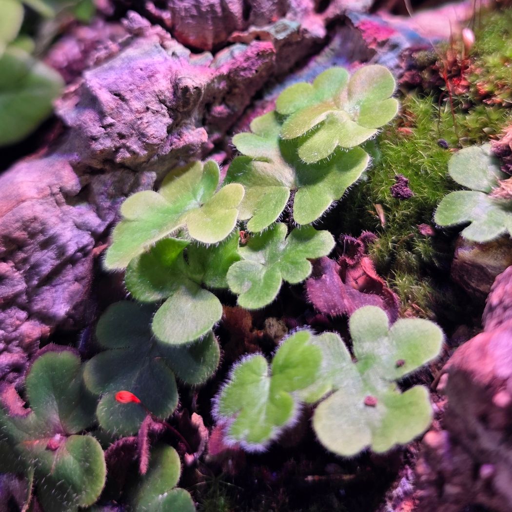 Antenna Fern (doryopteris cordata)