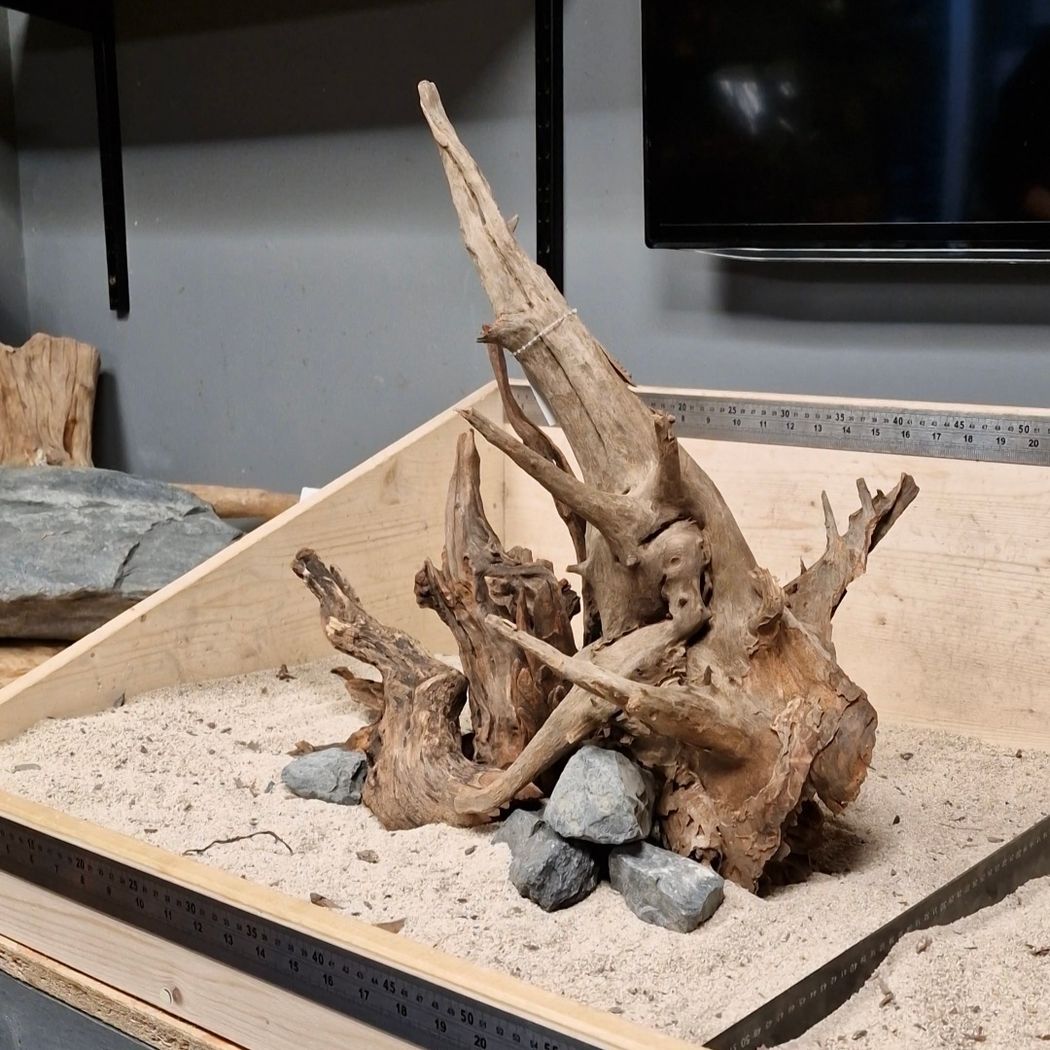 Corbo Catfish Wood Medium 30-40cm