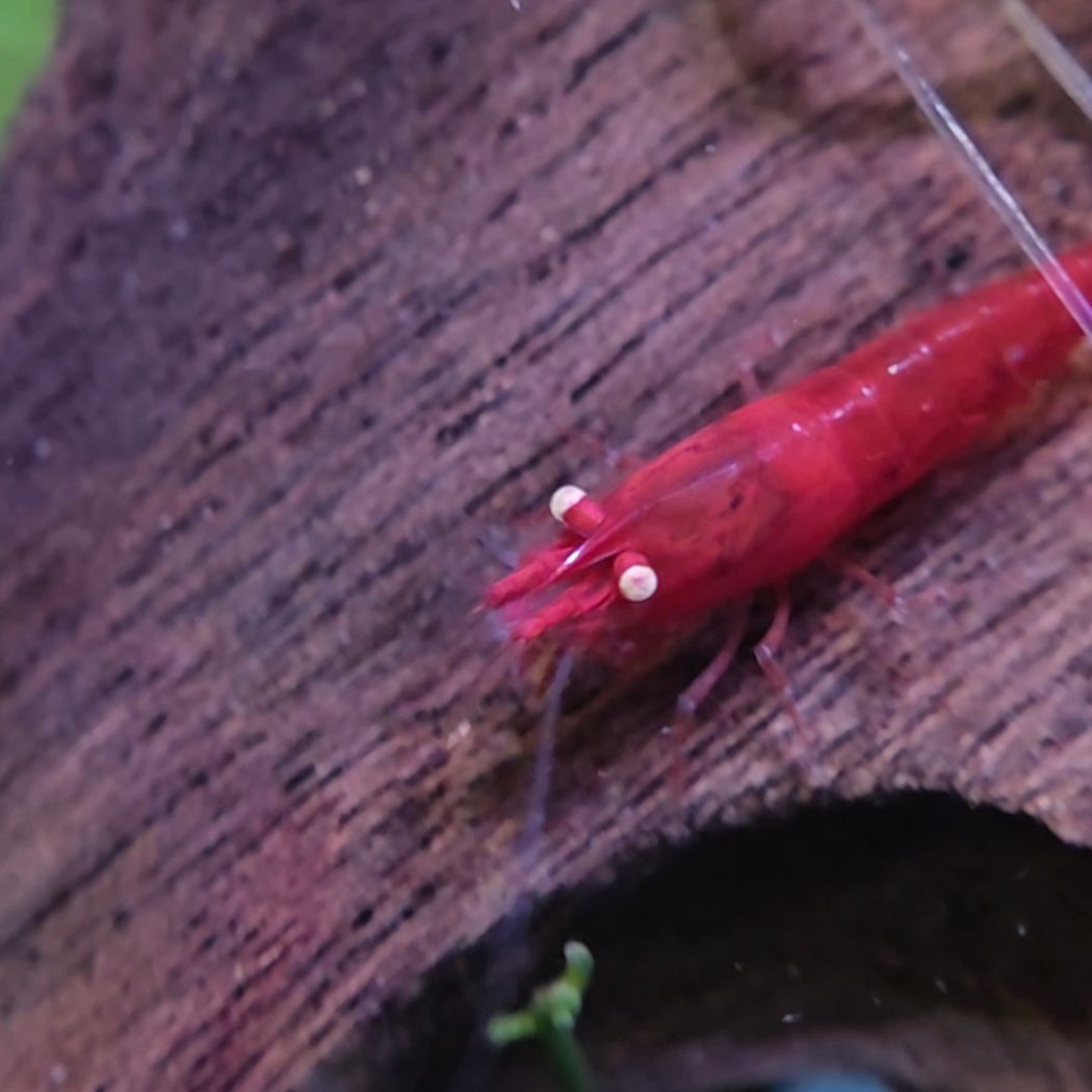 Red Cherry Orange Eyes Shrimp (Neocaridina)