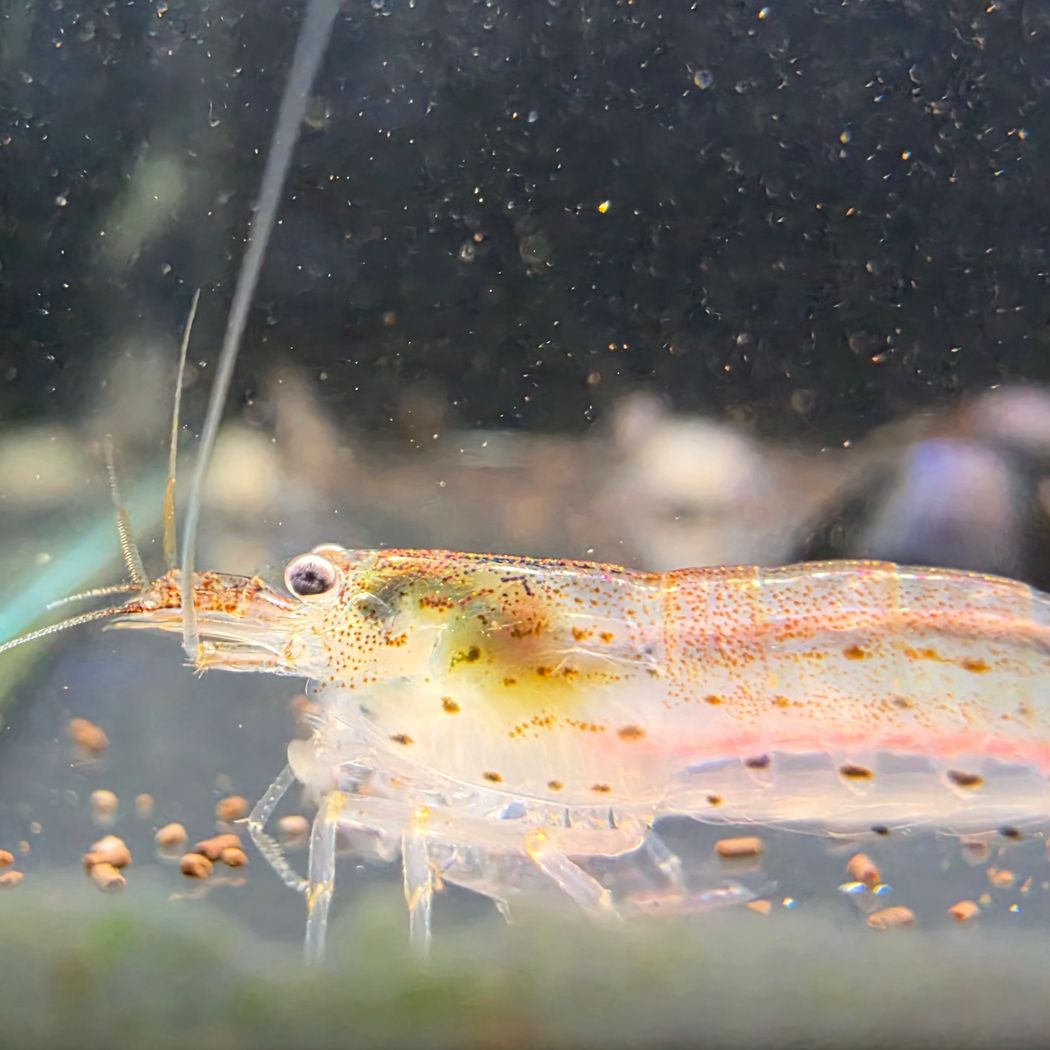 Amano Shrimp (Caridina multidentata)