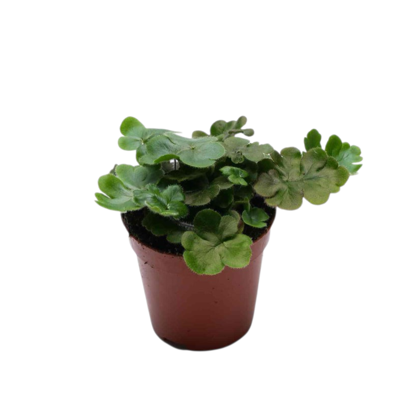 Antenna Fern (doryopteris cordata)