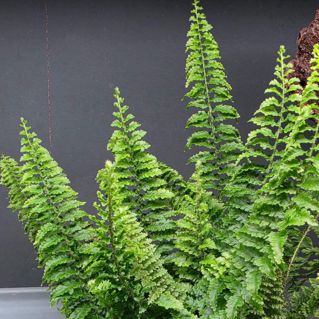 Nephrolepis Fluffy Ruffles Fern