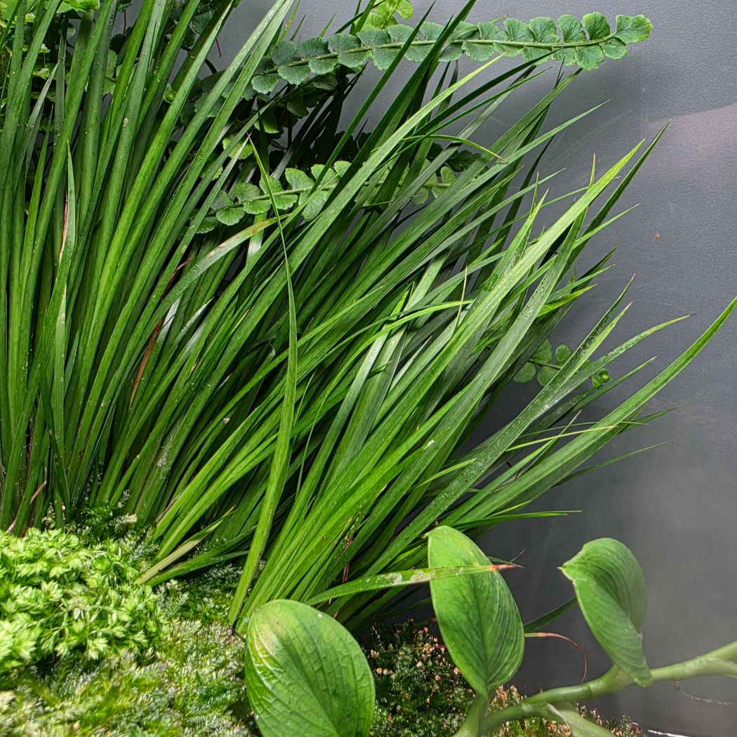 Acorus 'Japanese sweet flag'