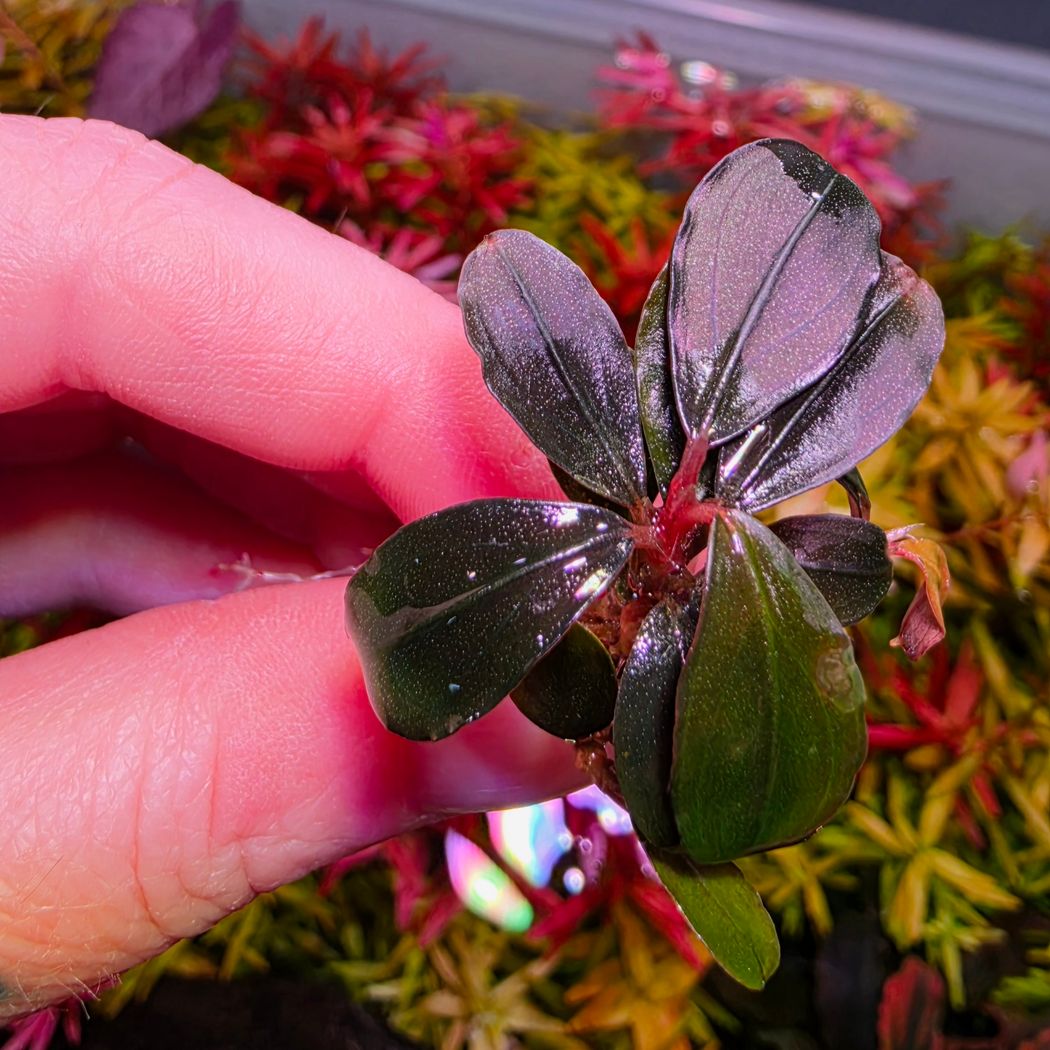 Bucephalandra Pandora Queen – horizon aquatics