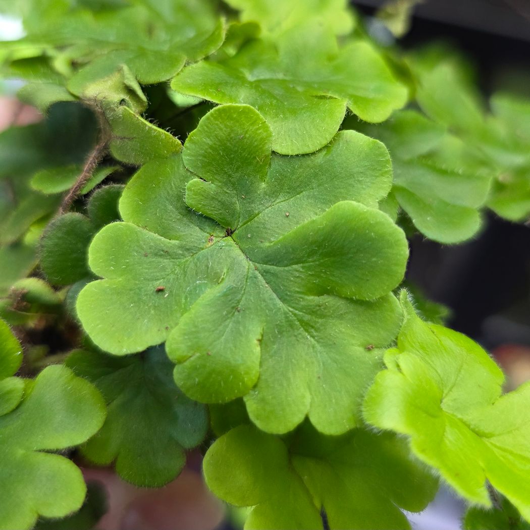 Antenna Fern (doryopteris cordata)