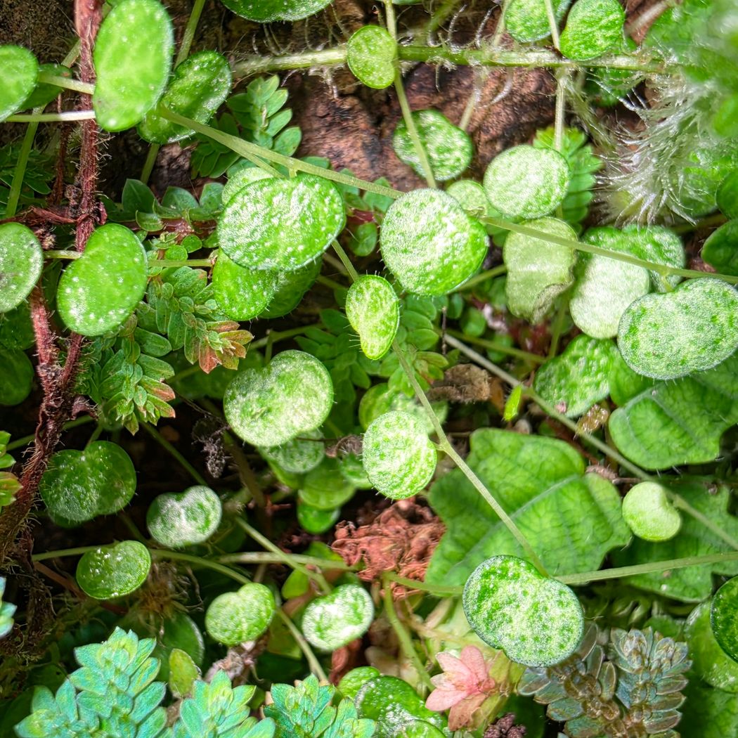 ADA Peperomia emarginella