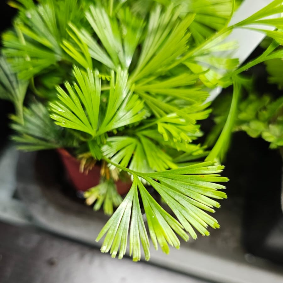 Actiniopteris australis (Eyelash Fern)