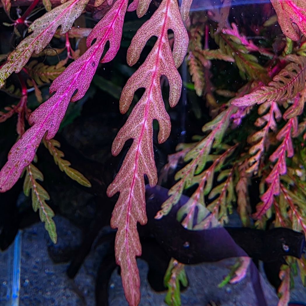 ADA Hygrophilla pinnatifida 'UK'