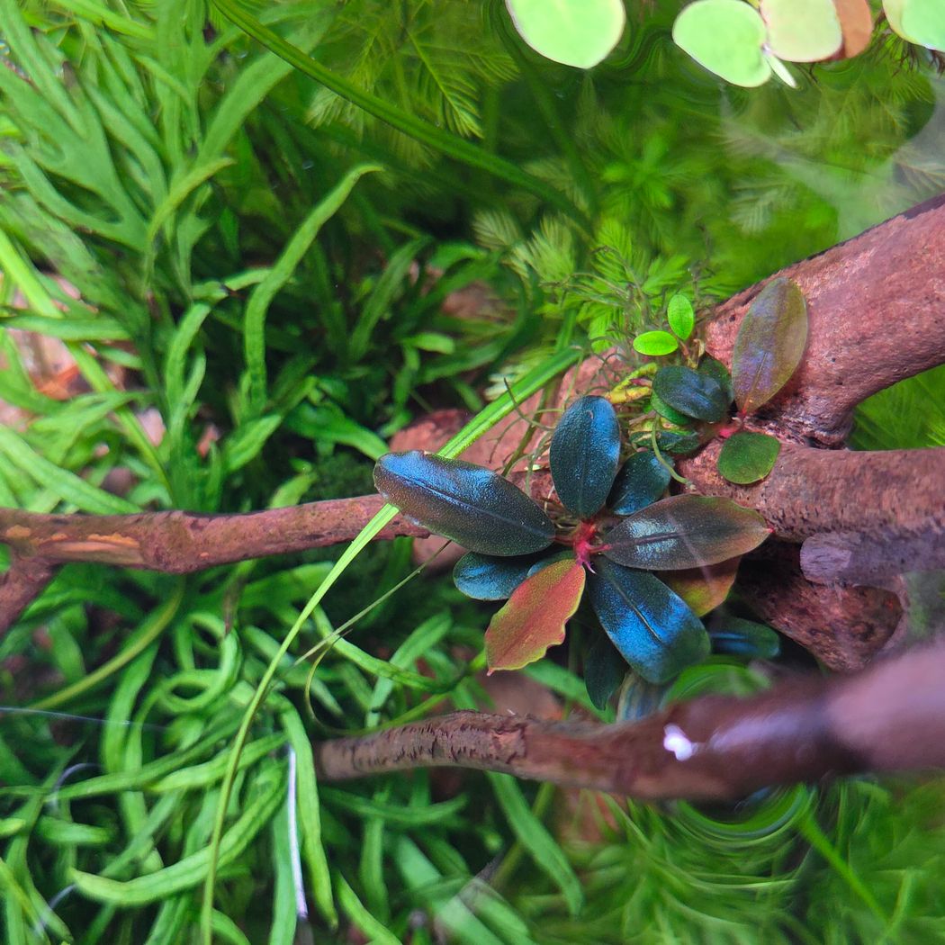 Bucephalandra sordidula 'Blue' – horizon aquatics