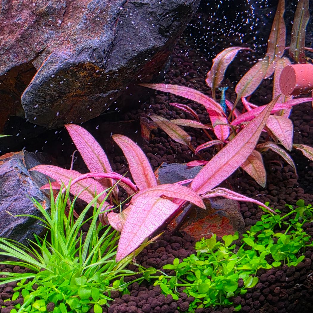 ADA Cryptocoryne wendtii 'Pink panther'