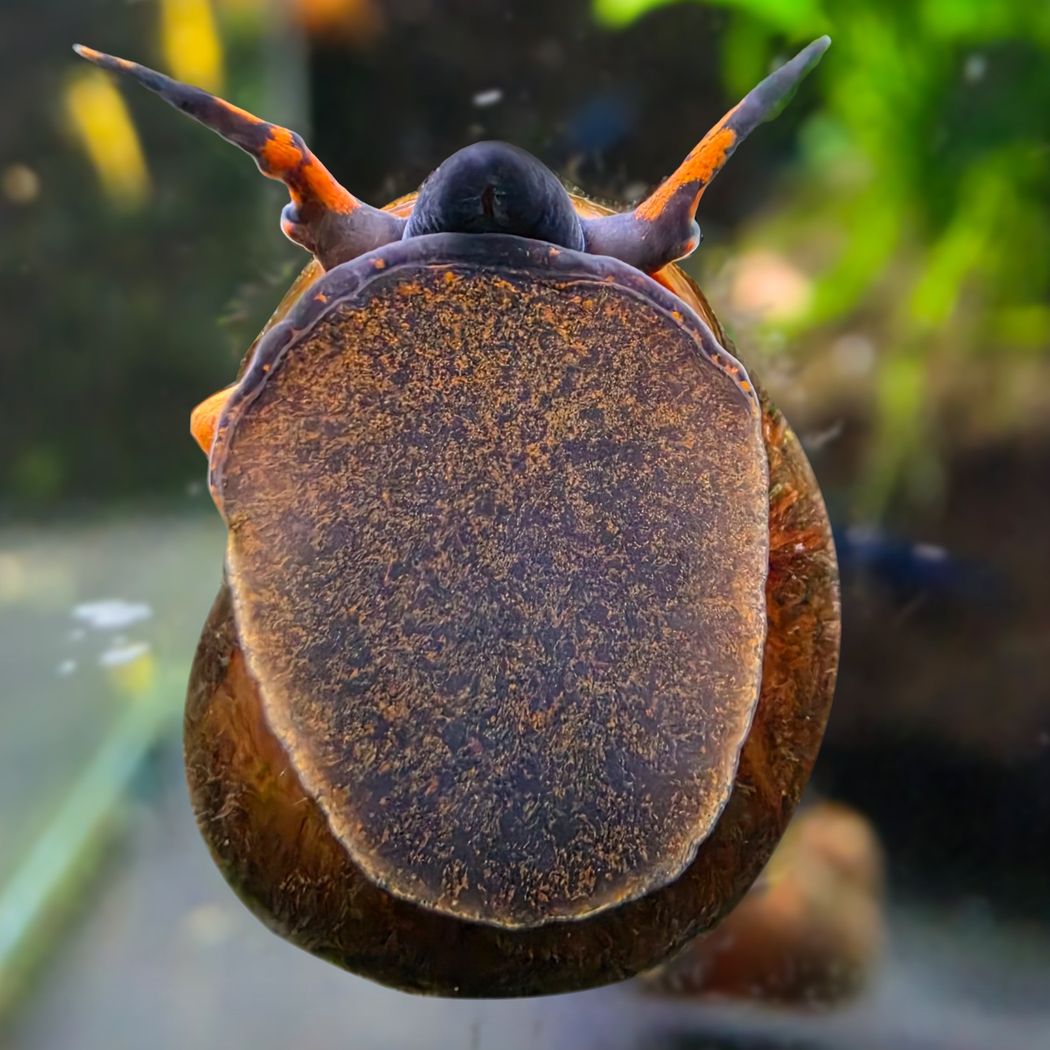 Blueberry Snail (viviparus sp.)