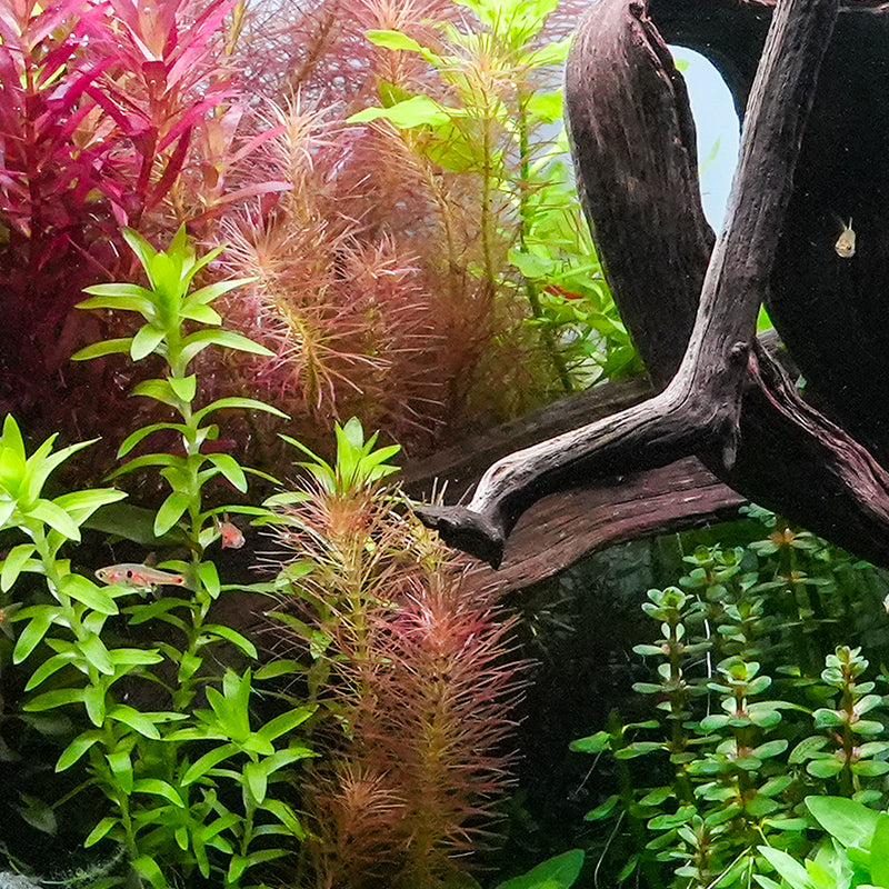 Eriocaulon Cinereum Tropica 1-2-Grow! - Pianta Per Acquario | Facile Coltivazione - Foto 6