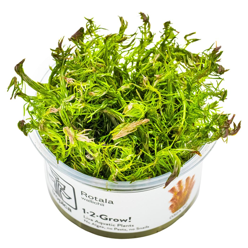 Tropica 1-2 Grow Rotala Wallichii
