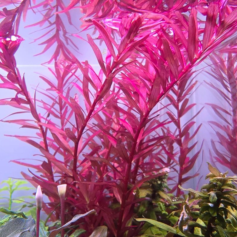 Red Ratangular Rotala Rotundifolia Red