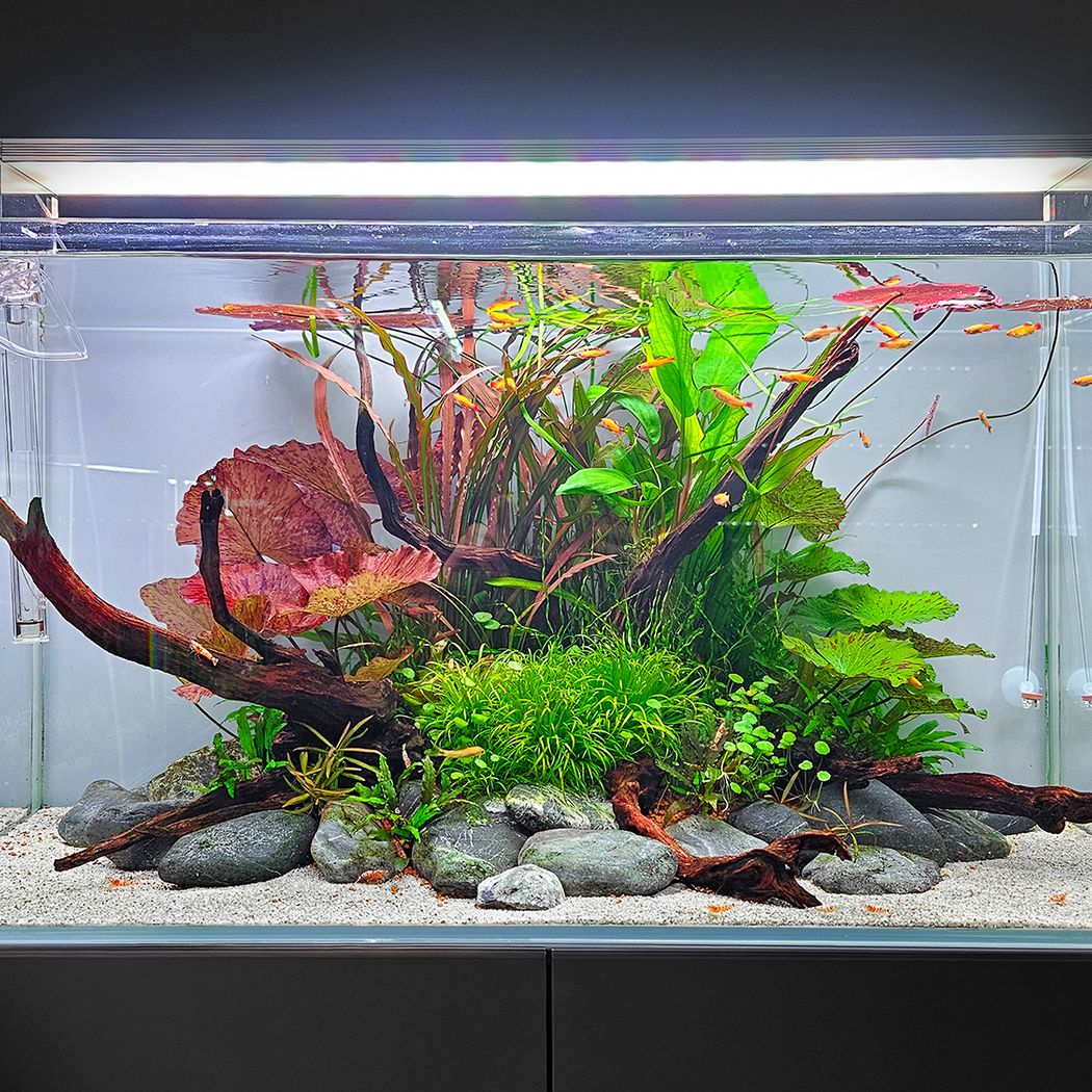 aquatic tiger lily Red Tiger Lotus