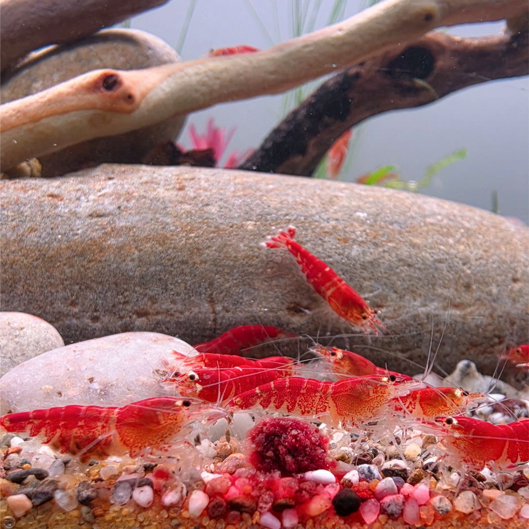 Shrimp Pro Beetroot Burst