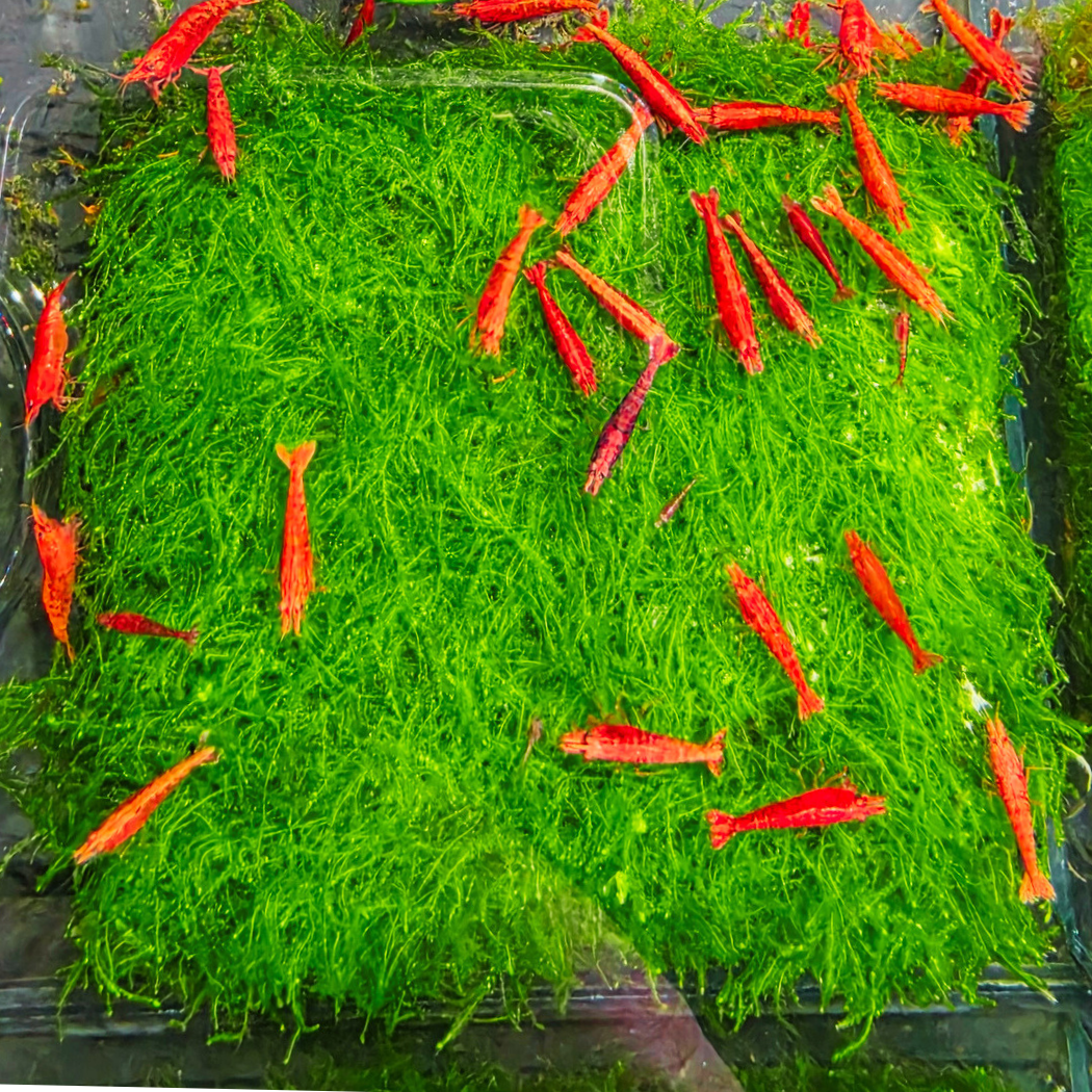 Red Cherry Shrimp (Neocaridina)