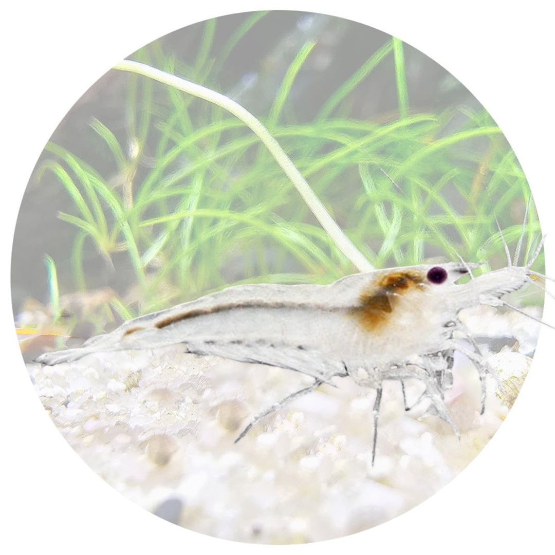 Snowball Neocaridina Shrimp
