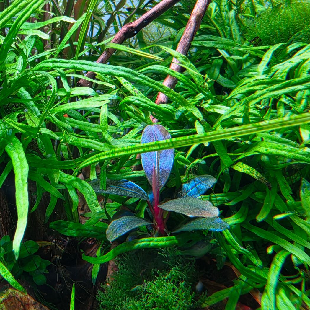 Bucephalandra sordidula 'Blue' – horizon aquatics