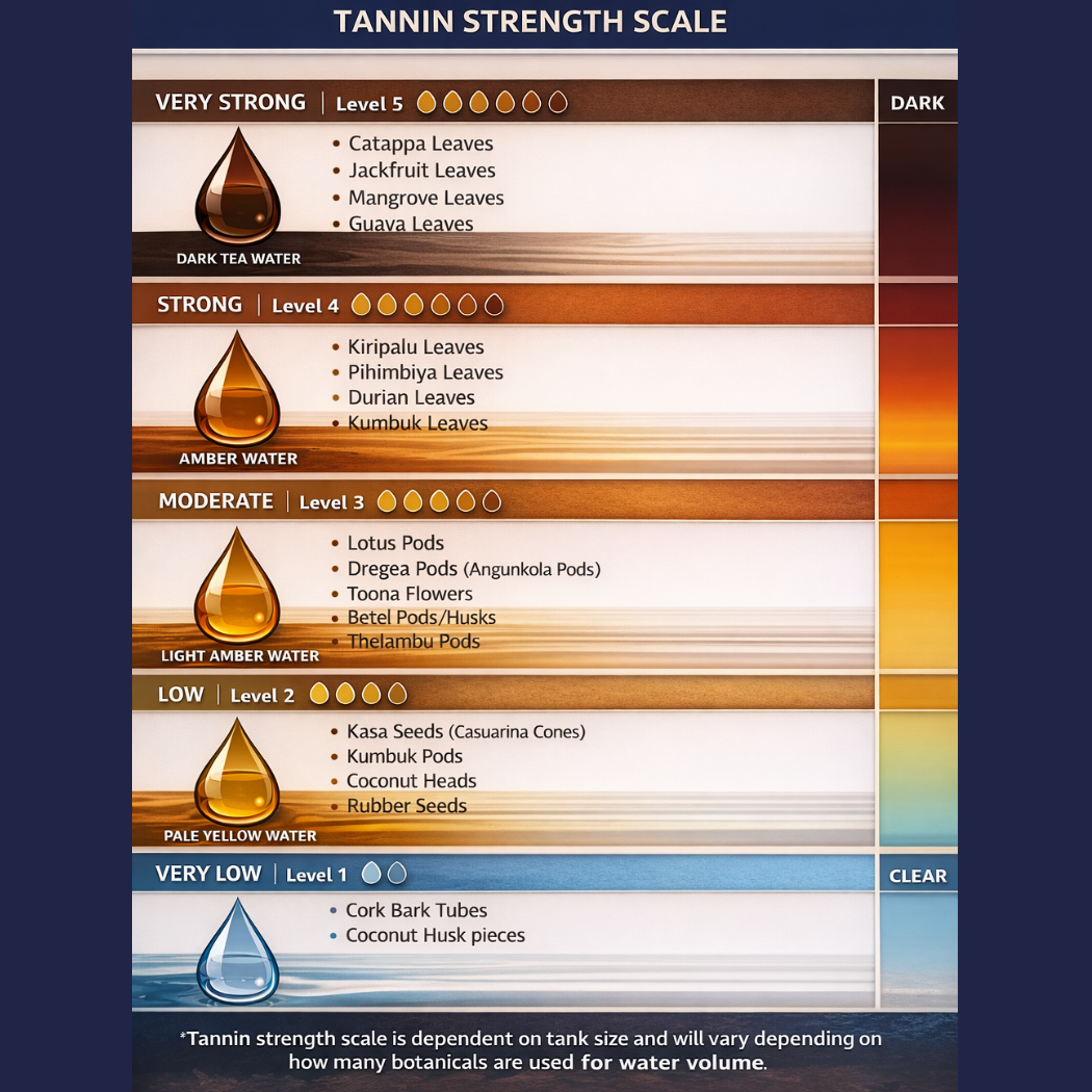 Kasa seeds AKA Kasurina cones by Natural Collection