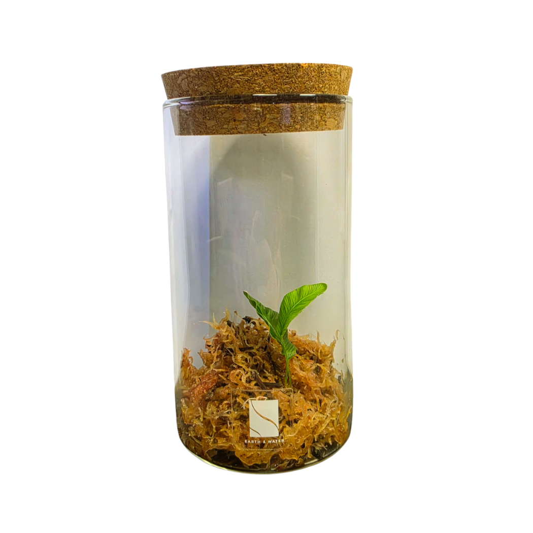 Humata heterophylla – Vining Fern