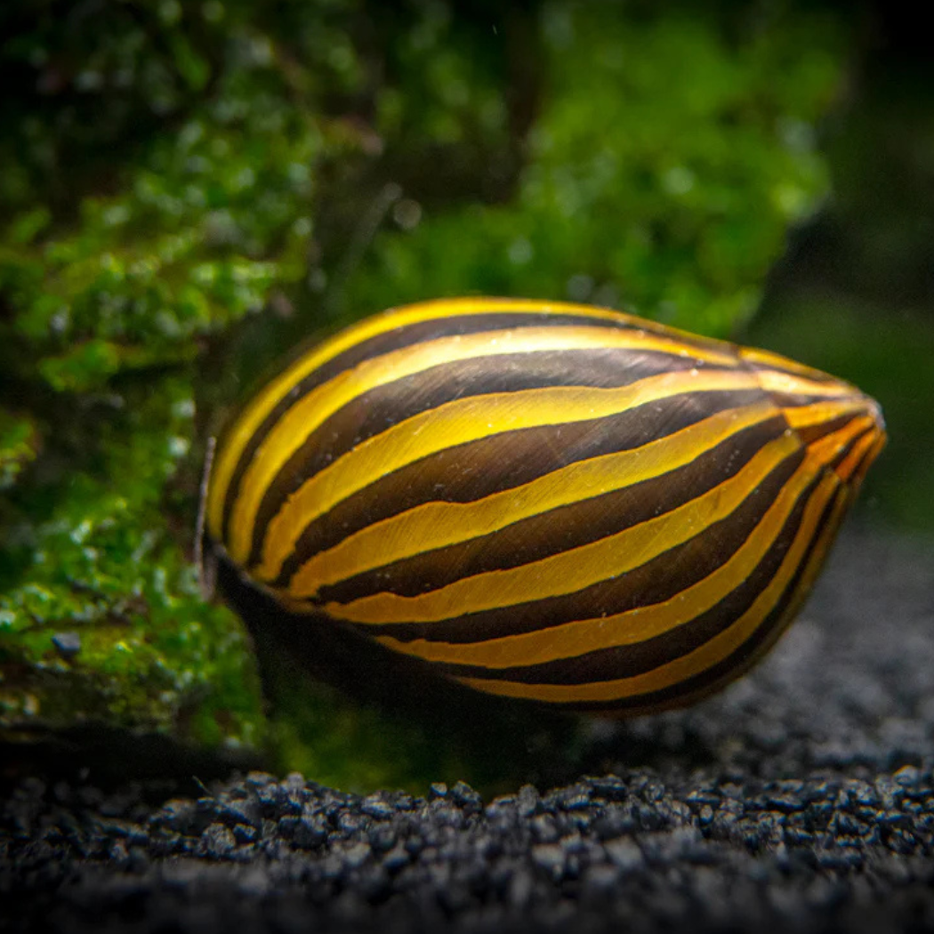 Zebra Nerite Snail