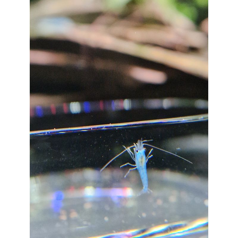Blue Jelly Shrimp