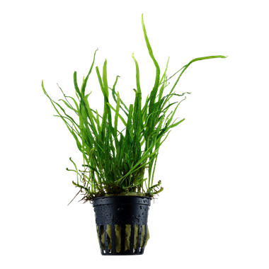 Tropica Microsorum Pteropus Trident (java fern)
