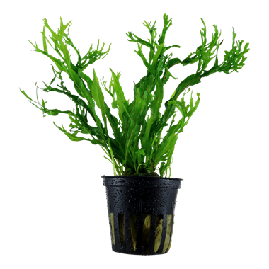 Tropica Microsorum Pteropus Windelov (java fern)