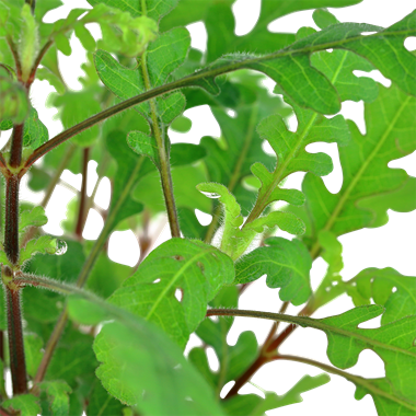 Tropica Hygrophila pinnatifida