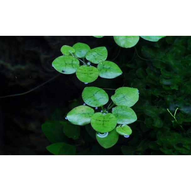 Tropica 1-2 Grow Limnobium laevigatum (amazon frogbit)