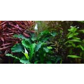 Tropica Bucephalandra Wavy Green 'bukit kelam'