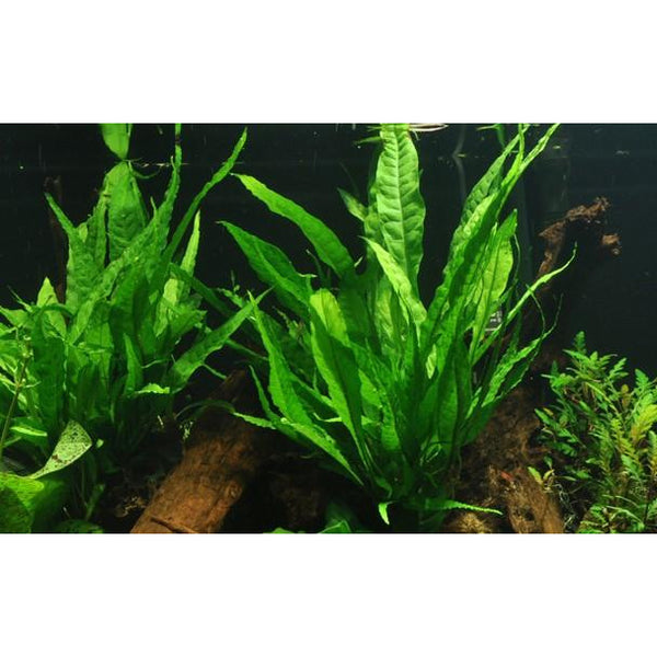 Microsorum Pteropus (java fern) – horizon aquatics