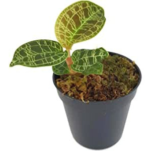 Jewel orchid - machodes petola