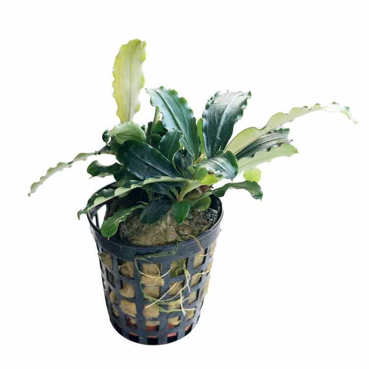 Aquafleur Bucephalandra Theia Green Horizon Aquatics aquafleur-bucephalandra-theia-green-horizon-aquatics
