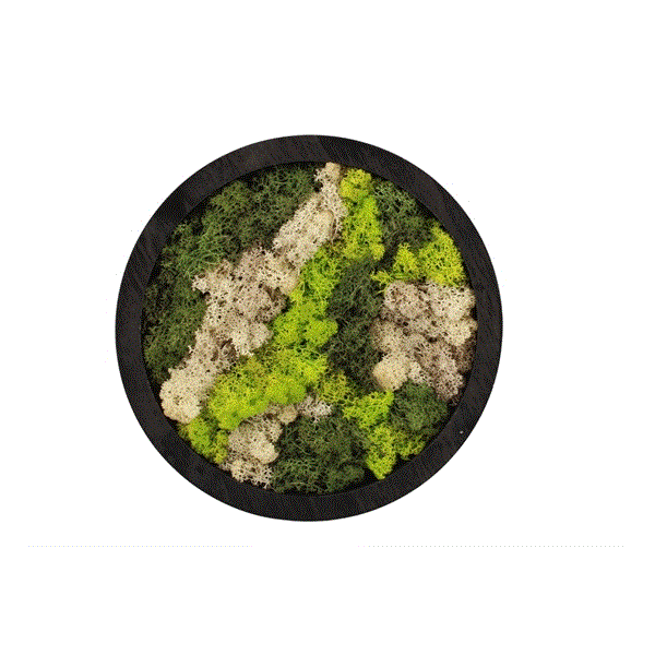 Moss Art Circle 27cm